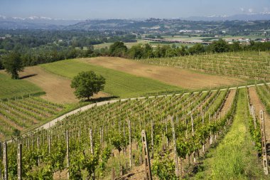 Bahar zamanı Langhe, Cuneo Eyaleti, Piedmont, İtalya, Unesco Dünya Mirası Bölgesi 'ndeki üzüm bağlarının kırsal manzarası.