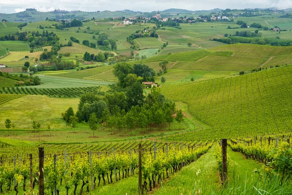 Krajobraz Wiejski Monferrato Unesco Światowego Dziedzictwa Unesco Winnica Pobliżu Mombaruzzo — Zdjęcie stockowe