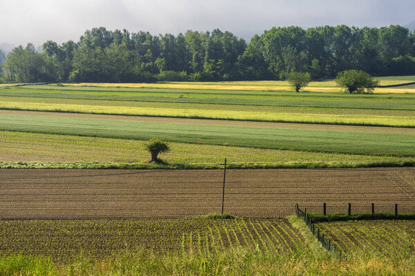 Rural landscape near Asti, Piedmont, Italy, in a morning of May