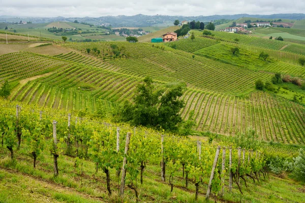 Monferrato 'daki kırsal alan, Unesco Dünya Mirası Bölgesi. Mombaruzzo yakınlarındaki üzüm bağı, Asti ili, Piedmont, İtalya