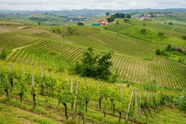 Paisagem Rural Monferrato Património Mundial Unesco Vinhedo Perto Mombaruzzo Província — Fotografia de Stock