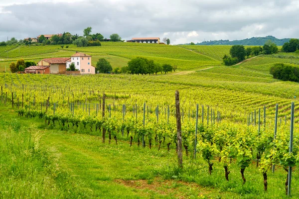 Vidéki Táj Monferrato Unesco Világörökség Része Közel Vignale Alessandria Tartomány — Stock Fotó