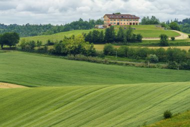 Monferrato 'daki kırsal alan, Unesco Dünya Mirası Bölgesi. Cuccaro yakınlarındaki üzüm bağı, Alessandria ili, Piedmont, İtalya