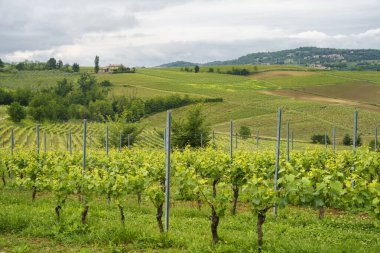 Monferrato, Unesco Dünya Mirası Bölgesi, Vignale, Alessandria ili yakınlarındaki kırsal alan, Piedmont, İtalya. Üzüm bağları