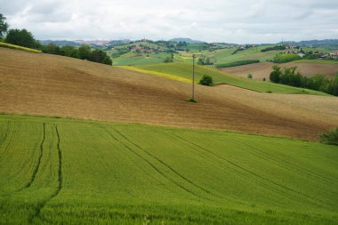 Monferrato 'daki kırsal alan, Unesco Dünya Mirası, Calliano, Asti bölgesi, Piedmont, İtalya. Üzüm bağları