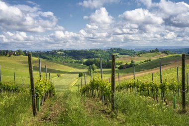 Monferrato 'daki kırsal alan, Unesco Dünya Mirası, Calliano, Asti bölgesi, Piedmont, İtalya. Üzüm bağları