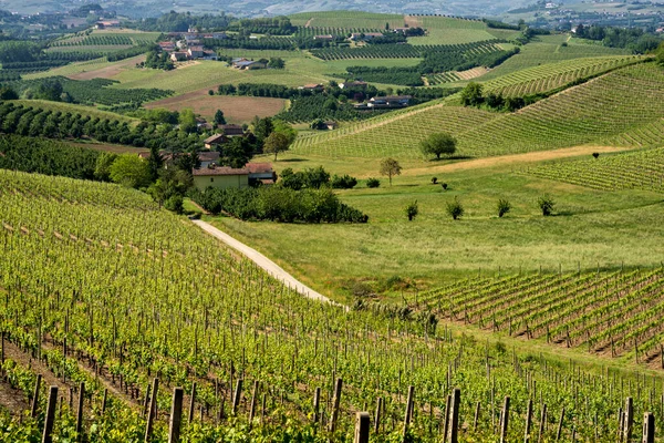 Krajobraz Wiejski Winnic Wiosnę Langhe Prowincja Cuneo Piemont Włochy Unesco — Zdjęcie stockowe