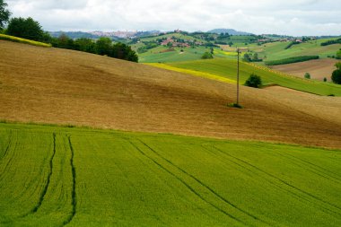 Monferrato 'daki kırsal alan, Unesco Dünya Mirası, Calliano, Asti bölgesi, Piedmont, İtalya. Üzüm bağları