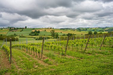 Monferrato 'daki kırsal alan, Unesco Dünya Mirası, Calliano, Asti bölgesi, Piedmont, İtalya. Üzüm bağları