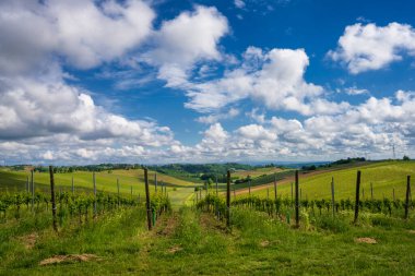 Monferrato 'daki kırsal alan, Unesco Dünya Mirası, Calliano, Asti bölgesi, Piedmont, İtalya. Üzüm bağları