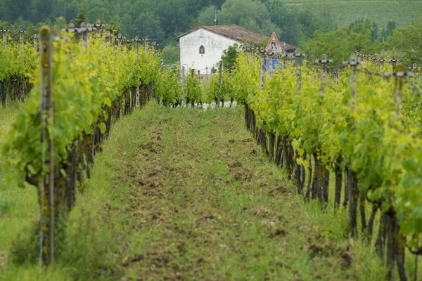 Vidéki Táj Monferrato Unesco Világörökség Része Vineyard Közel Mombaruzzo Asti — Stock Fotó