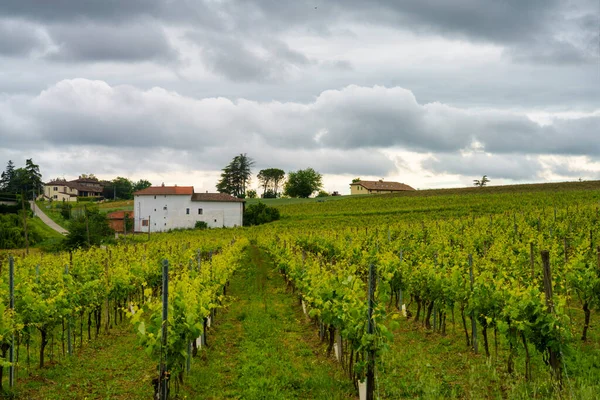 Krajobraz Wiejski Monferrato Unesco Światowe Dziedzictwo Unesco Pobliżu Vignale Prowincja — Zdjęcie stockowe