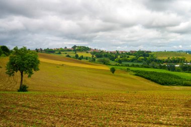 Monferrato 'daki kırsal alan, Unesco Dünya Mirası, Calliano, Asti bölgesi, Piedmont, İtalya. Üzüm bağları