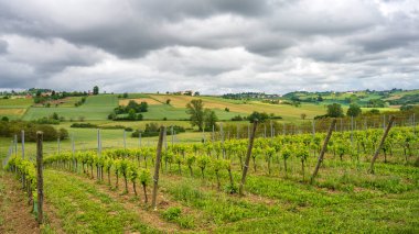 Monferrato 'daki kırsal alan, Unesco Dünya Mirası, Calliano, Asti bölgesi, Piedmont, İtalya. Üzüm bağları