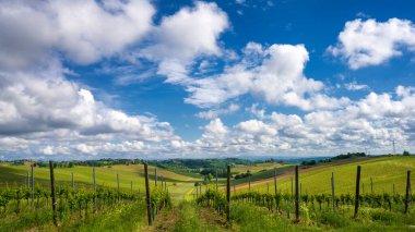 Monferrato 'daki kırsal alan, Unesco Dünya Mirası, Calliano, Asti bölgesi, Piedmont, İtalya. Üzüm bağları