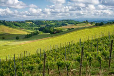 Monferrato 'daki kırsal alan, Unesco Dünya Mirası, Calliano, Asti bölgesi, Piedmont, İtalya. Üzüm bağları