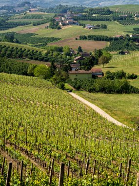 Bahar zamanı Langhe, Cuneo Eyaleti, Piedmont, İtalya, Unesco Dünya Mirası Bölgesi 'ndeki üzüm bağlarının kırsal manzarası.