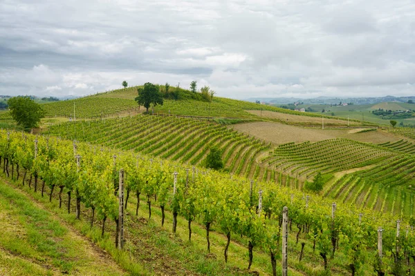 Monferrato 'daki kırsal alan, Unesco Dünya Mirası Bölgesi. Mombaruzzo yakınlarındaki üzüm bağı, Asti ili, Piedmont, İtalya