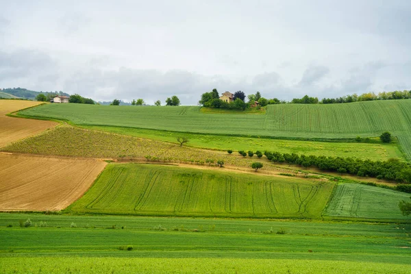 Paysage Rural Monferrato Patrimoine Mondial Unesco Vignoble Près Cuccaro Province — Photo