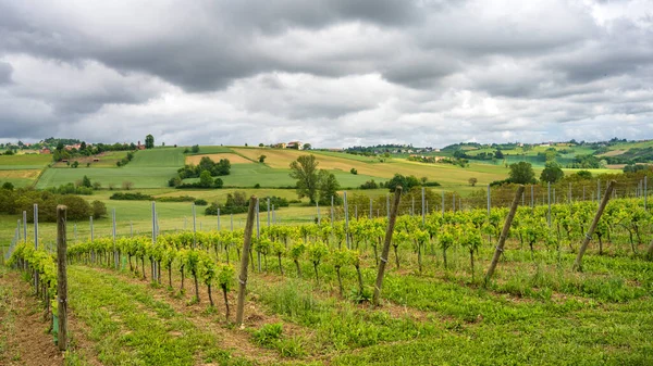 Monferrato 'daki kırsal alan, Unesco Dünya Mirası, Calliano, Asti bölgesi, Piedmont, İtalya. Üzüm bağları