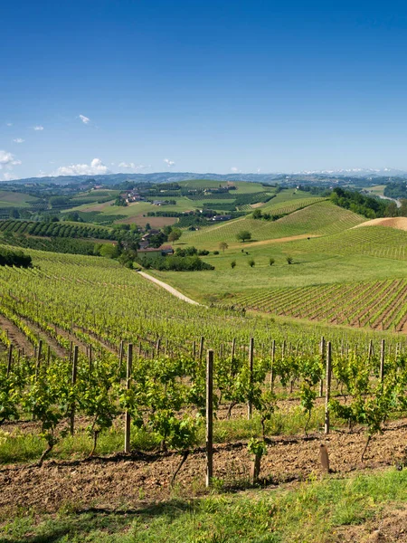 Ländliche Landschaft Der Weinberge Frühling Langhe Provinz Cuneo Piemont Italien — Stockfoto