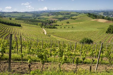 Bahar zamanı Langhe, Cuneo Eyaleti, Piedmont, İtalya, Unesco Dünya Mirası Bölgesi 'ndeki üzüm bağlarının kırsal manzarası.