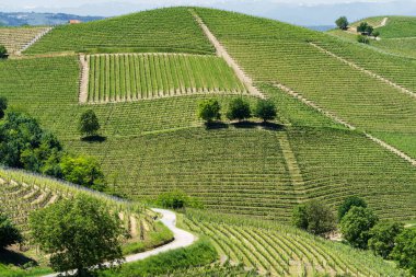 Bahar zamanı Langhe, Cuneo Eyaleti, Piedmont, İtalya, Unesco Dünya Mirası Bölgesi 'ndeki üzüm bağlarının kırsal manzarası.