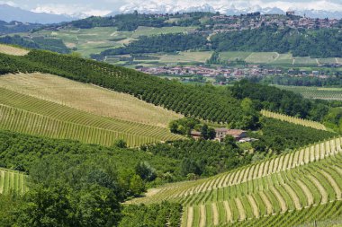 Bahar zamanı Langhe, Cuneo Eyaleti, Piedmont, İtalya, Unesco Dünya Mirası Bölgesi 'ndeki üzüm bağlarının kırsal manzarası.