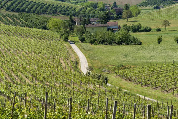 Paesaggio Rurale Vigneti Primavera Nelle Langhe Provincia Cuneo Piemonte Italia — Foto Stock
