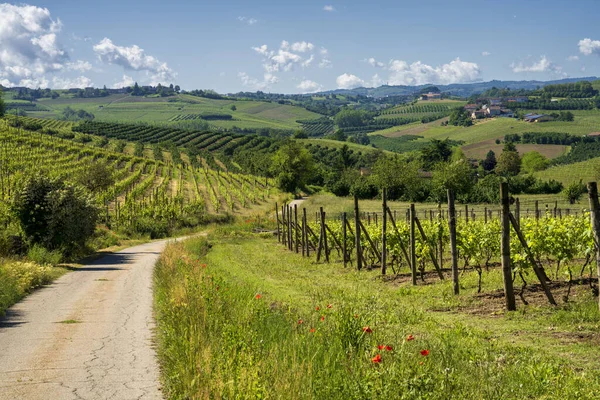 Paesaggio Rurale Vigneti Primavera Nelle Langhe Provincia Cuneo Piemonte Italia — Foto Stock