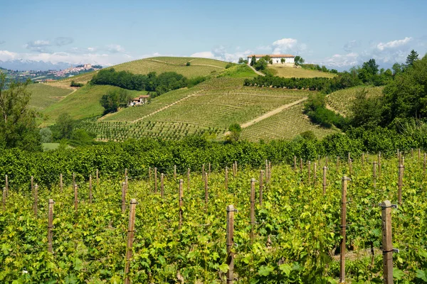 Vidéki Táj Szőlőültetvények Tavasszal Langhe Cuneo Tartomány Piemont Olaszország Unesco — Stock Fotó