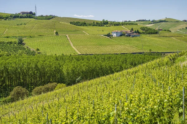 Paesaggio Rurale Vigneti Primavera Nelle Langhe Provincia Cuneo Piemonte Italia — Foto Stock