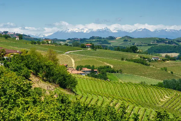 Landsbygdslandskap Våren Langhe Cuneoprovinsen Piemonte Italien Unescos Världsarv — Stockfoto