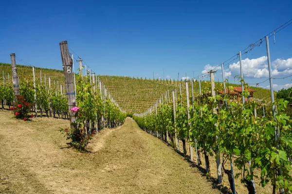 Rural Landscape Vineyards Springtime Langhe Cuneo Province Piedmont Italy Unesco — Stock Photo, Image