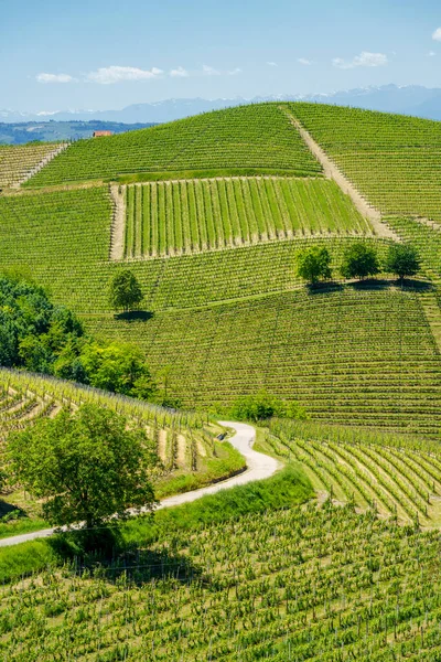 Krajobraz Wiejski Winnic Wiosnę Langhe Prowincja Cuneo Piemont Włochy Unesco — Zdjęcie stockowe