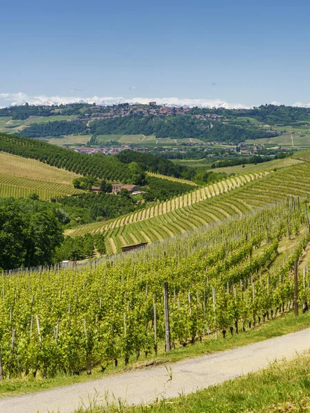 Paesaggio Rurale Vigneti Primavera Nelle Langhe Provincia Cuneo Piemonte Italia — Foto Stock