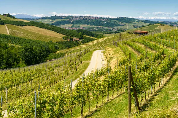 Paisaje Rural Viñedos Primavera Langhe Provincia Cuneo Piamonte Italia Patrimonio —  Fotos de Stock