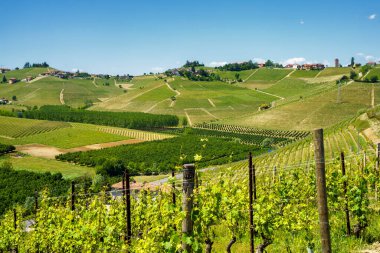 Bahar zamanı Langhe, Cuneo Eyaleti, Piedmont, İtalya, Unesco Dünya Mirası Bölgesi 'ndeki üzüm bağlarının kırsal manzarası.