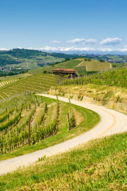 Bahar zamanı Langhe, Cuneo Eyaleti, Piedmont, İtalya, Unesco Dünya Mirası Bölgesi 'ndeki üzüm bağlarının kırsal manzarası.