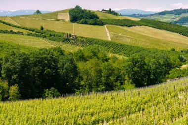 Bahar zamanı Langhe, Cuneo Eyaleti, Piedmont, İtalya, Unesco Dünya Mirası Bölgesi 'ndeki üzüm bağlarının kırsal manzarası.