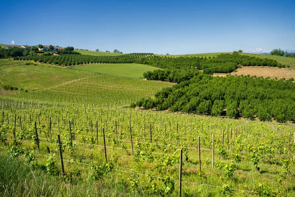 Krajobraz Wiejski Winnic Wiosnę Langhe Prowincja Cuneo Piemont Włochy Unesco — Zdjęcie stockowe