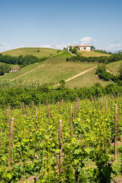 Krajobraz Wiejski Winnic Wiosnę Langhe Prowincja Cuneo Piemont Włochy Unesco — Zdjęcie stockowe