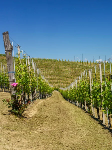 Paisagem Rural Vinhas Primavera Langhe Província Cuneo Piemonte Itália Patrimônio — Fotografia de Stock