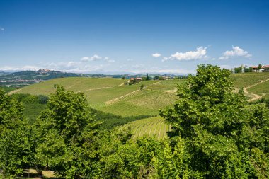 Bahar zamanı Langhe, Cuneo Eyaleti, Piedmont, İtalya, Unesco Dünya Mirası Bölgesi 'ndeki üzüm bağlarının kırsal manzarası.