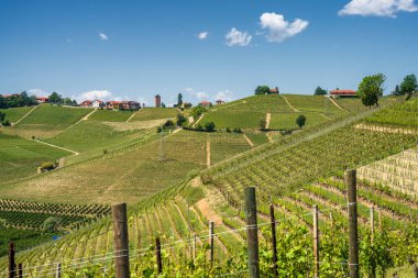 Bahar zamanı Langhe, Cuneo Eyaleti, Piedmont, İtalya, Unesco Dünya Mirası Bölgesi 'ndeki üzüm bağlarının kırsal manzarası.