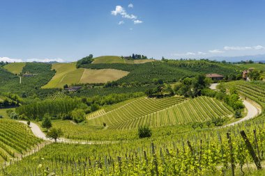 Bahar zamanı Langhe, Cuneo Eyaleti, Piedmont, İtalya, Unesco Dünya Mirası Bölgesi 'ndeki üzüm bağlarının kırsal manzarası.