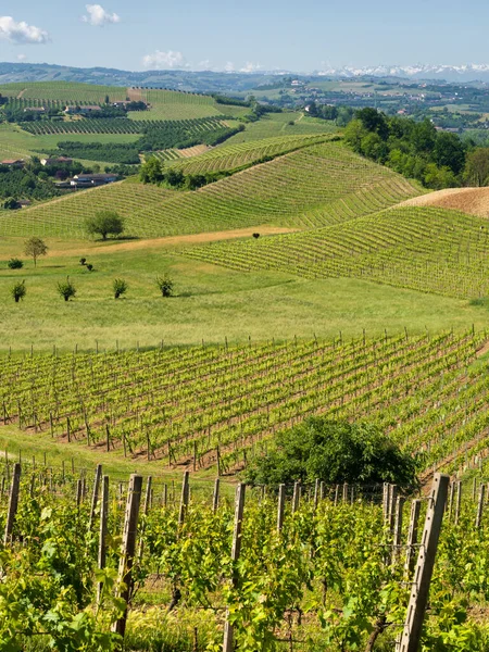 Krajobraz Wiejski Winnic Wiosnę Langhe Prowincja Cuneo Piemont Włochy Unesco — Zdjęcie stockowe