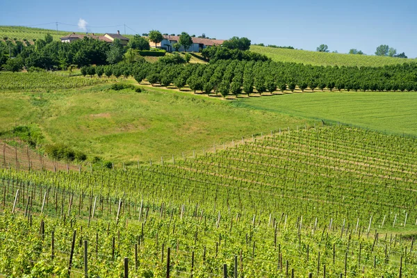 Landelijk Landschap Van Wijngaarden Lente Langhe Provincie Cuneo Piemonte Italië — Stockfoto