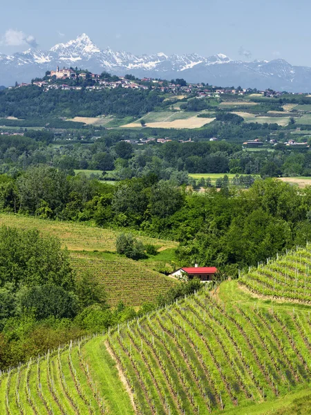 Paysage Rural Vignobles Printemps Langhe Province Cuneo Piémont Italie Site — Photo