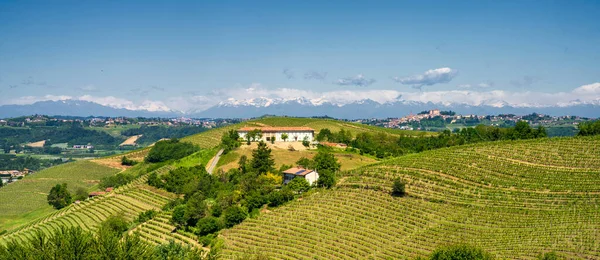 Vidéki Táj Szőlőültetvények Tavasszal Langhe Cuneo Tartomány Piemont Olaszország Unesco — Stock Fotó